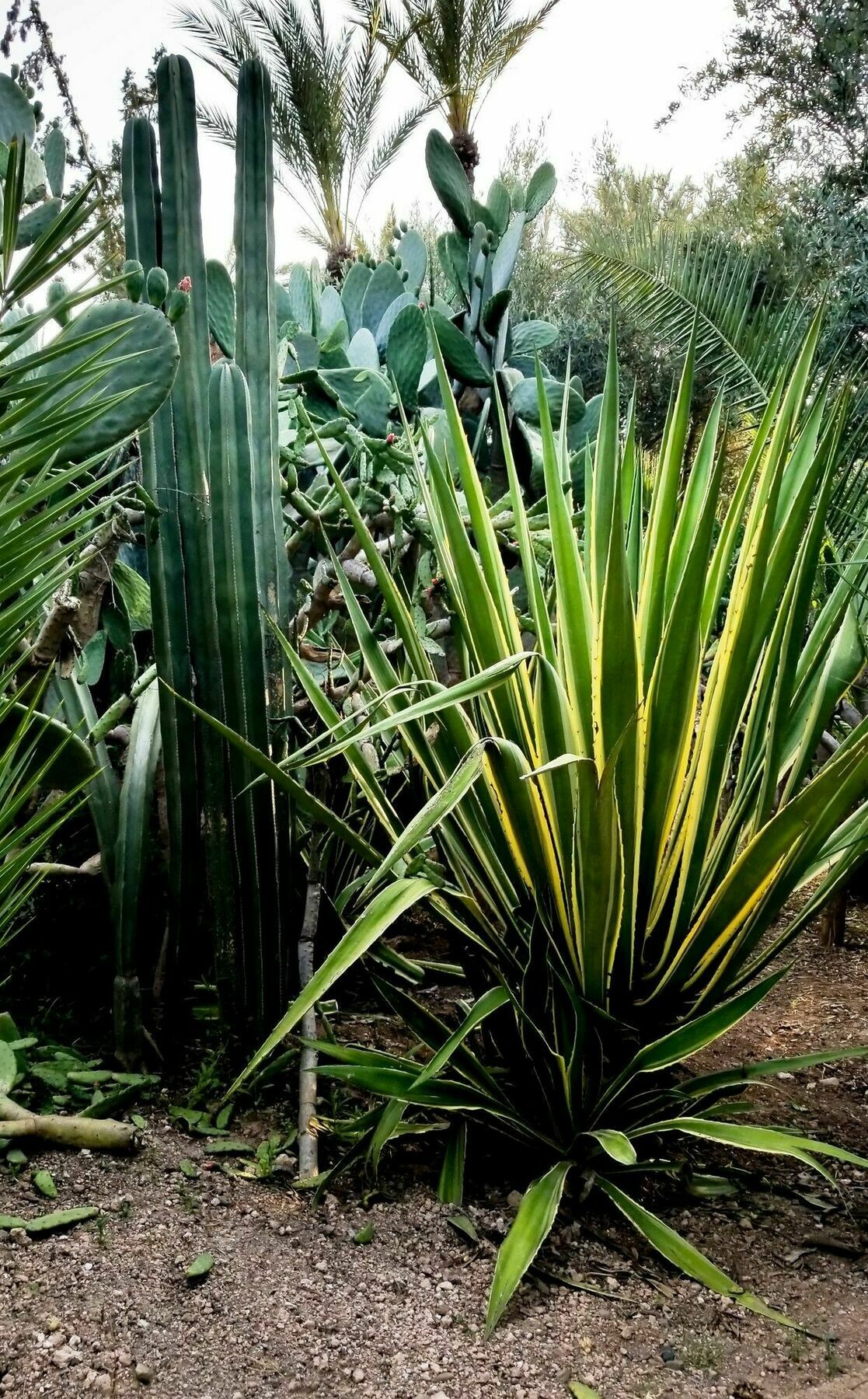 All Green House مراكش المظهر الخارجي الصورة